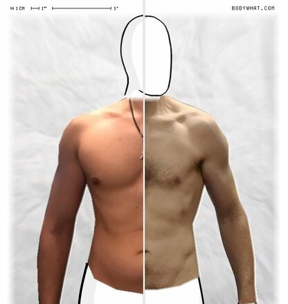 Torso Comparison