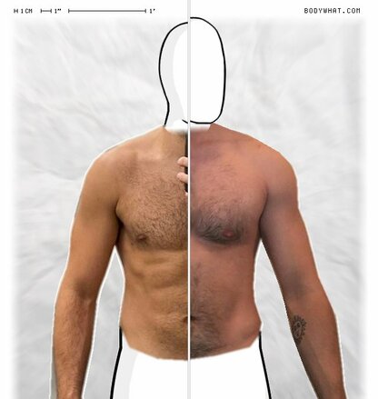 Torso Comparison