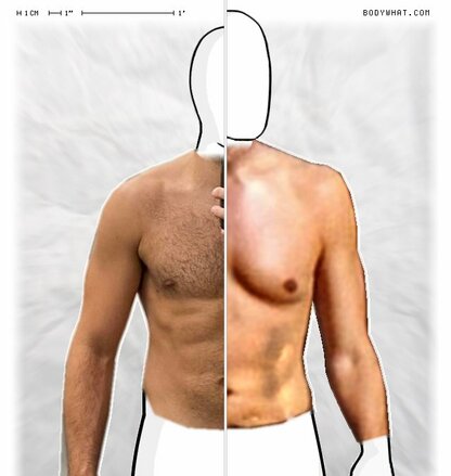 Torso Comparison