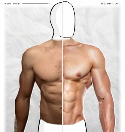 Torso Comparison