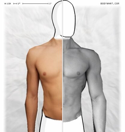 Torso Comparison