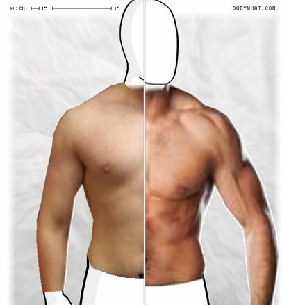Torso Comparison