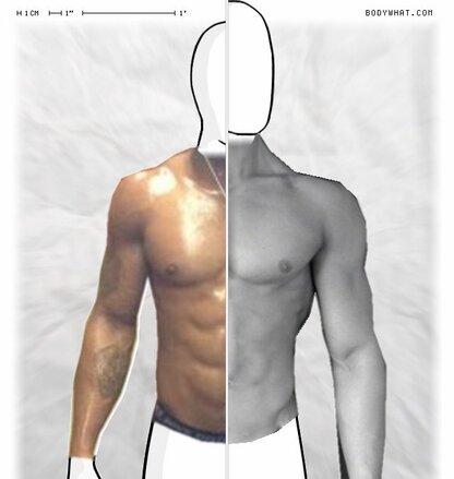Torso Comparison