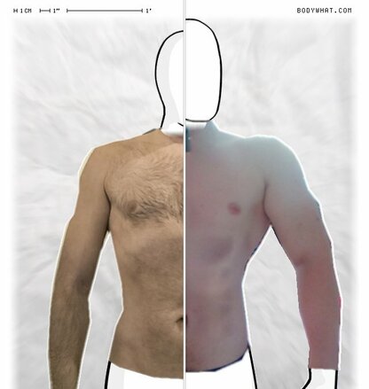 Torso Comparison
