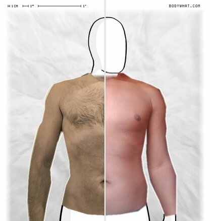 Torso Comparison