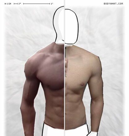 Torso Comparison