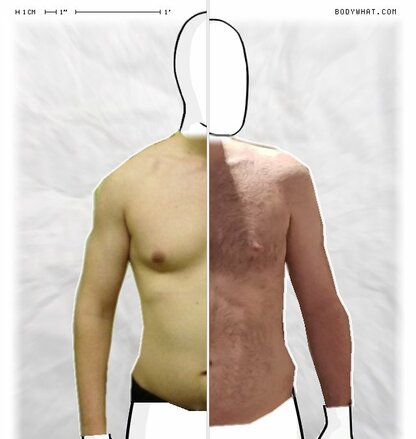 Torso Comparison