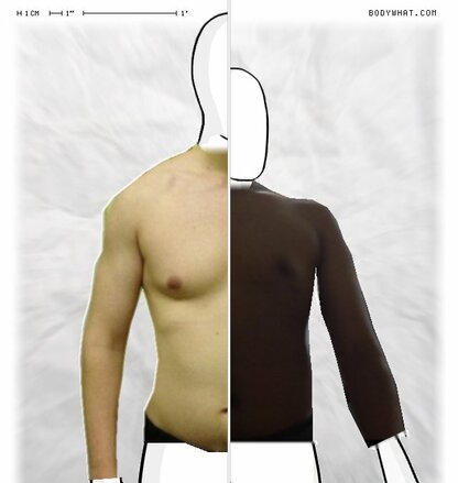 Torso Comparison