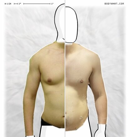 Torso Comparison