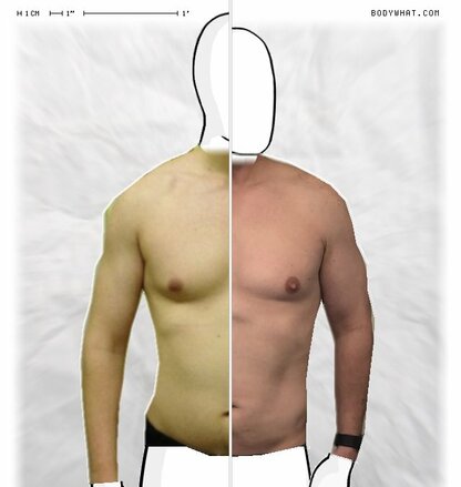 Torso Comparison