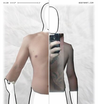 Torso Comparison