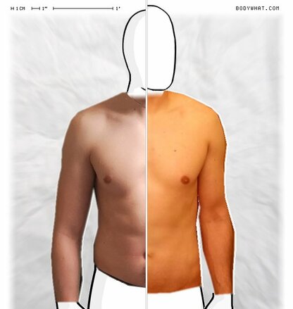 Torso Comparison