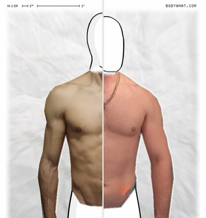 Torso Comparison