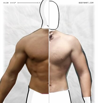 Torso Comparison