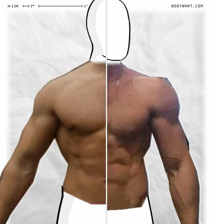 Torso Comparison