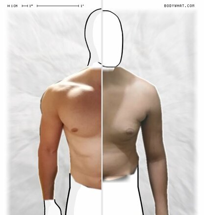 Torso Comparison