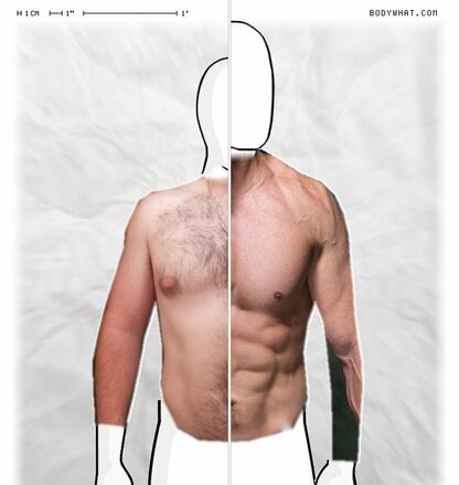 Torso Comparison