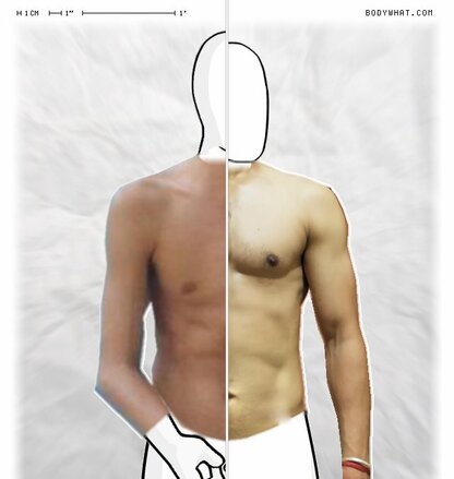 Torso Comparison