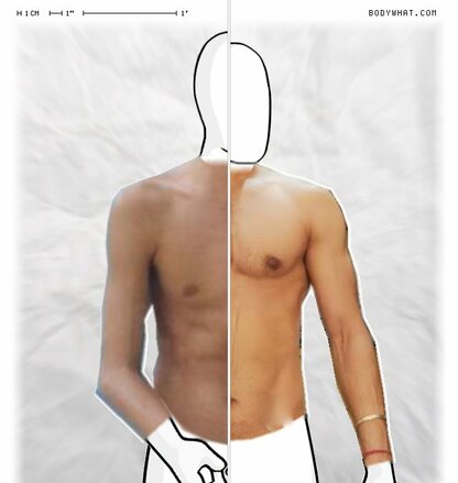 Torso Comparison