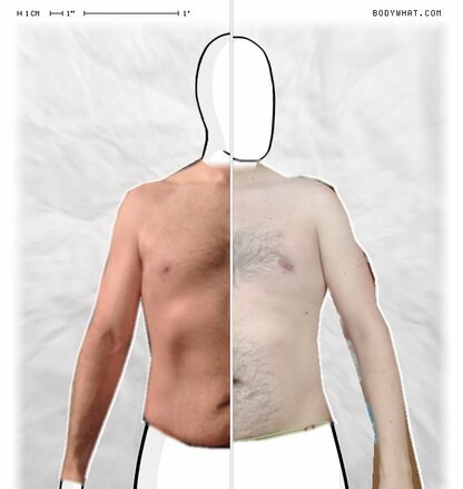 Torso Comparison