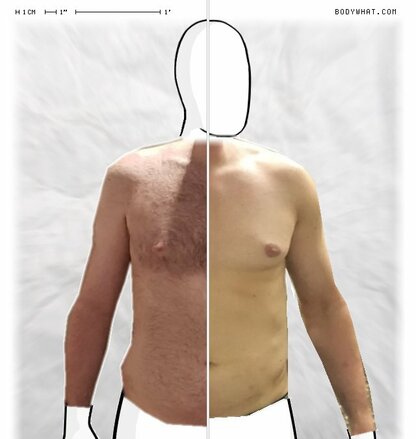 Torso Comparison