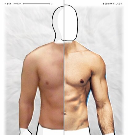 Torso Comparison