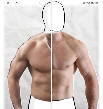 Torso Comparison