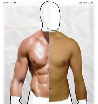 Torso Comparison