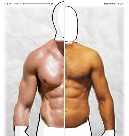 Torso Comparison