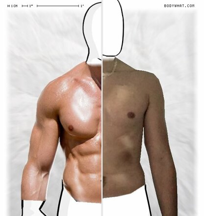 Torso Comparison