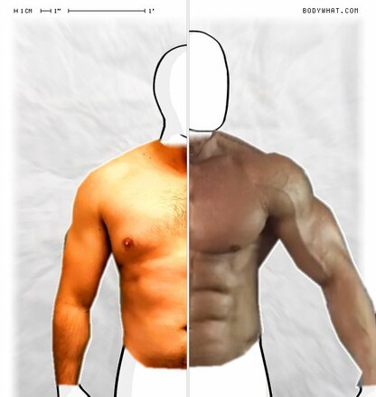 Torso Comparison