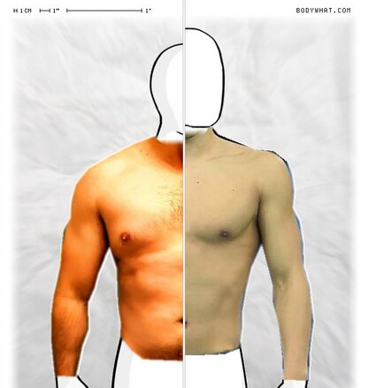 Torso Comparison