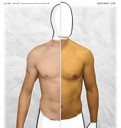 Torso Comparison