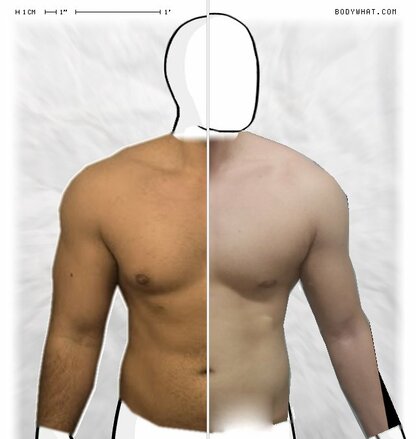 Torso Comparison