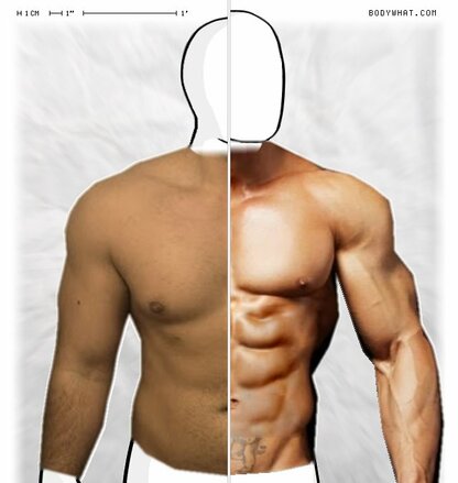 Torso Comparison