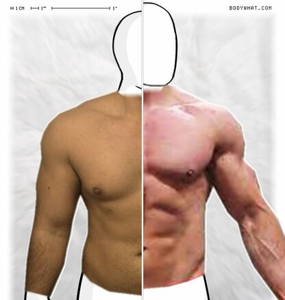 Torso Comparison