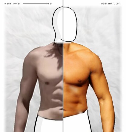 Torso Comparison