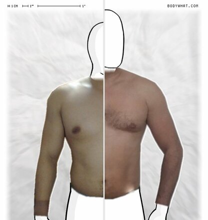 Torso Comparison