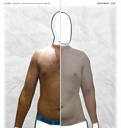 Torso Comparison