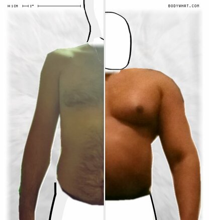 Torso Comparison