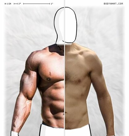 Torso Comparison