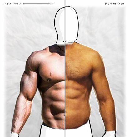 Torso Comparison