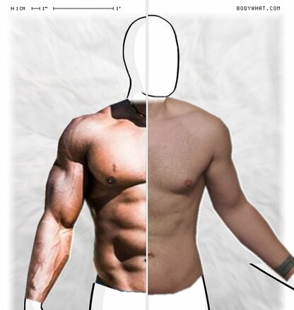 Torso Comparison