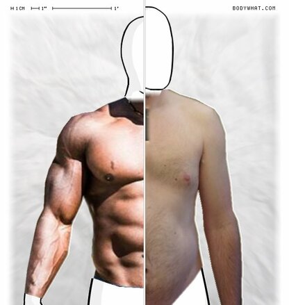 Torso Comparison