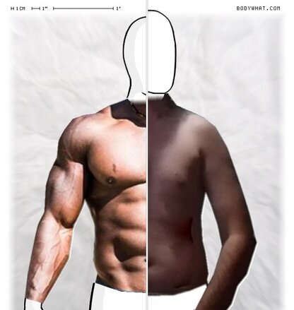 Torso Comparison