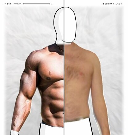 Torso Comparison