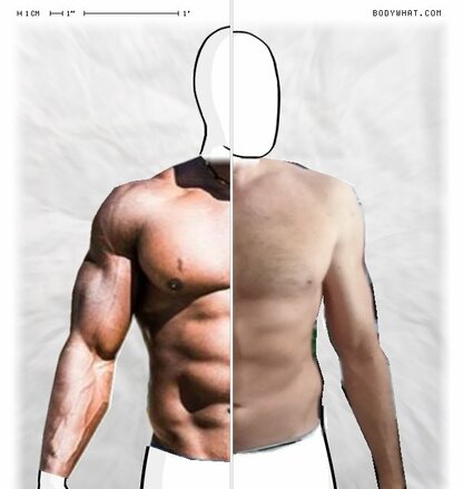 Torso Comparison