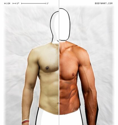 Torso Comparison