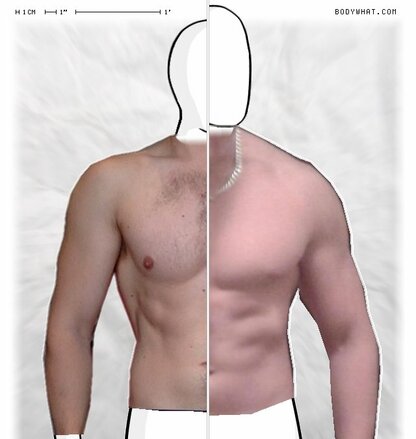 Torso Comparison