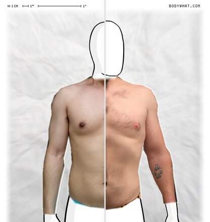 Torso Comparison